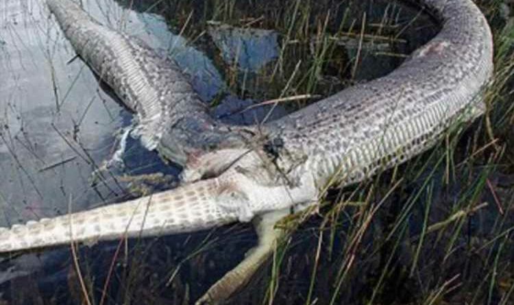 Horrifying moment massive python ‘EXPLODES’ after swallowing ‘dead’ 6ft ...